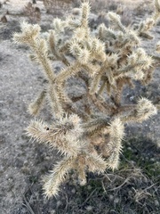 Cylindropuntia echinocarpa
