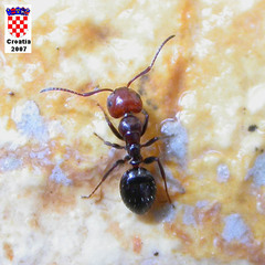 Camponotus lateralis
