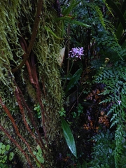 Cynorkis kassneriana
