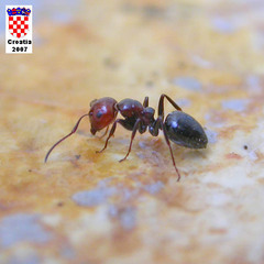 Camponotus lateralis