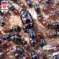 Camponotus lateralis