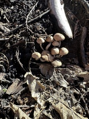 Pennatae