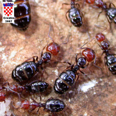 Camponotus lateralis