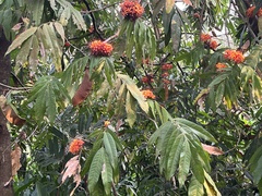 Saraca asoca