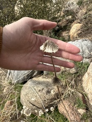 Angelica capitellata