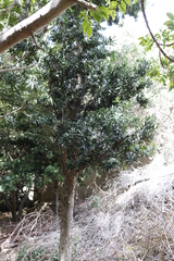 Podocarpus latifolius