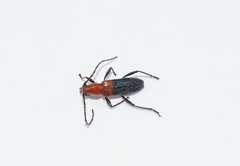 Trichrous pilipennis