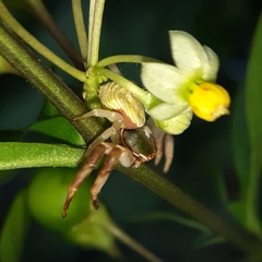 Misumenoides