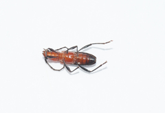 Trichrous pilipennis