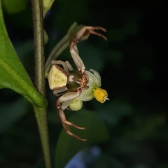 Misumenoides