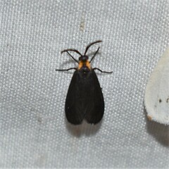 Acoloithus falsarius