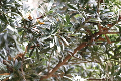 Podocarpus latifolius