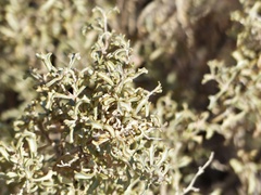 Atriplex lampa