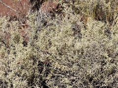 Atriplex lampa