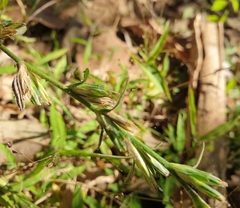 Pseudelephantopus spicatus
