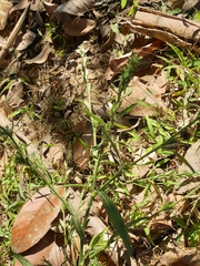 Pseudelephantopus spicatus