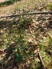 Pseudelephantopus spicatus