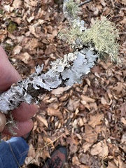 Parmotrema hypotropum