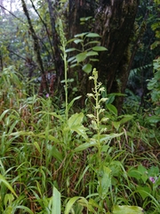 Habenaria malacophylla