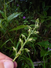 Habenaria malacophylla