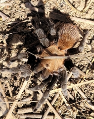 Aphonopelma anax