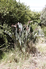 Strelitzia reginae reginae