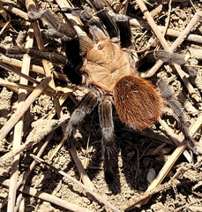 Aphonopelma anax