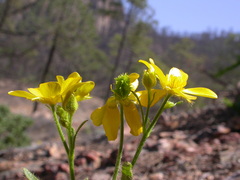 Ranunculus cortusifolius image