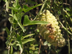 Araujia brachystephana