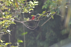 Ramphocelus bresilius