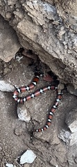 Lampropeltis gentilis