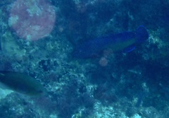 Cephalopholis taeniops