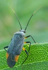 Polymerus venaticus