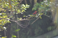 Ramphocelus bresilius