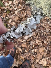 Parmotrema hypotropum