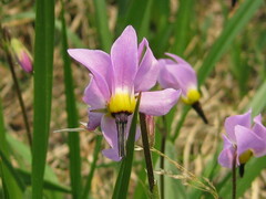Primula tetrandra