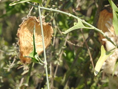 Araujia brachystephana