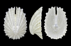 Emarginula crassicostata