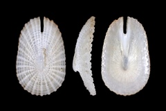 Emarginella
