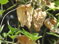 Araujia brachystephana