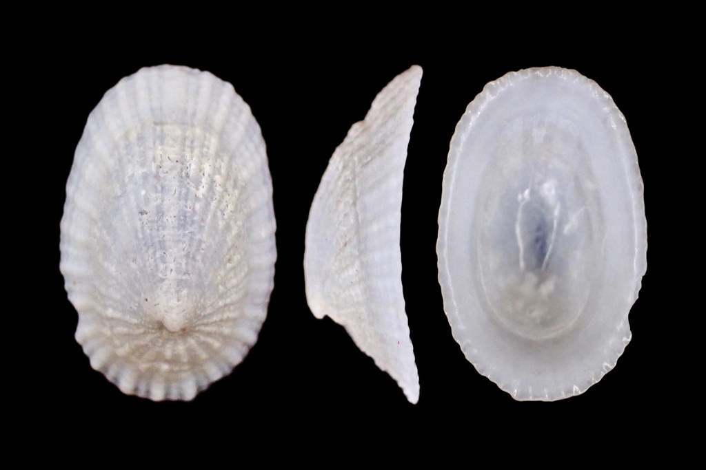 Tugali angusta