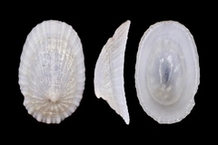 Tugali decussata