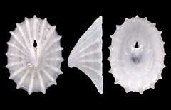 Puncturella nobilis
