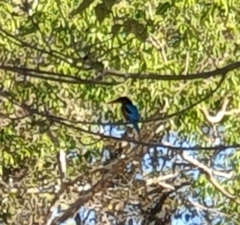 Halcyon smyrnensis perpulchra