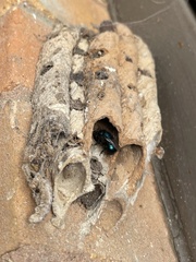 Osmia ribifloris ribifloris