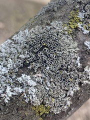 Hyperphyscia syncolla