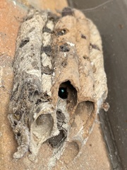 Osmia ribifloris ribifloris
