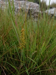 Holothrix thodei