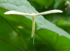 Pterophoroidea