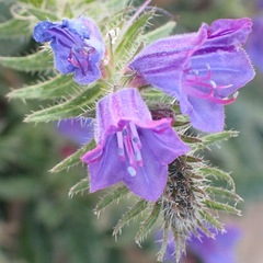 Echium creticum